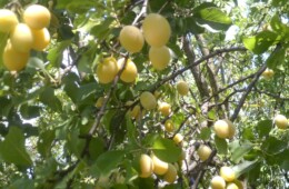 Jinars de prune Marcă Înregistrată