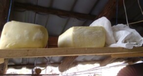 Mulsul oilor – prepararea casului