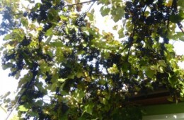 La facut de vin