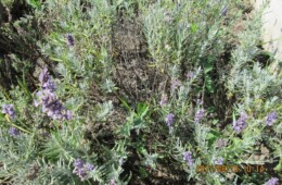 Lavandă (Lavandula angustifolia) beneficii și proprietăți