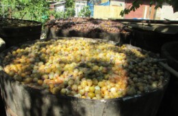 Prune Galbene „Bârlene”